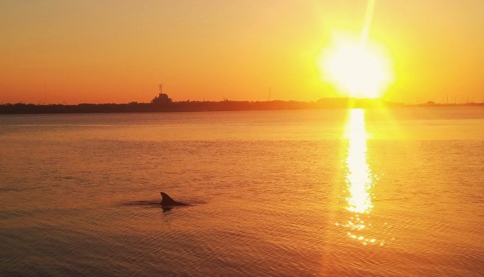 A sunrise over Charleston Harbor and one of its residents symbolically welcoming in the new year. Here's to a healthy, safe, sane and wonderful 2017!