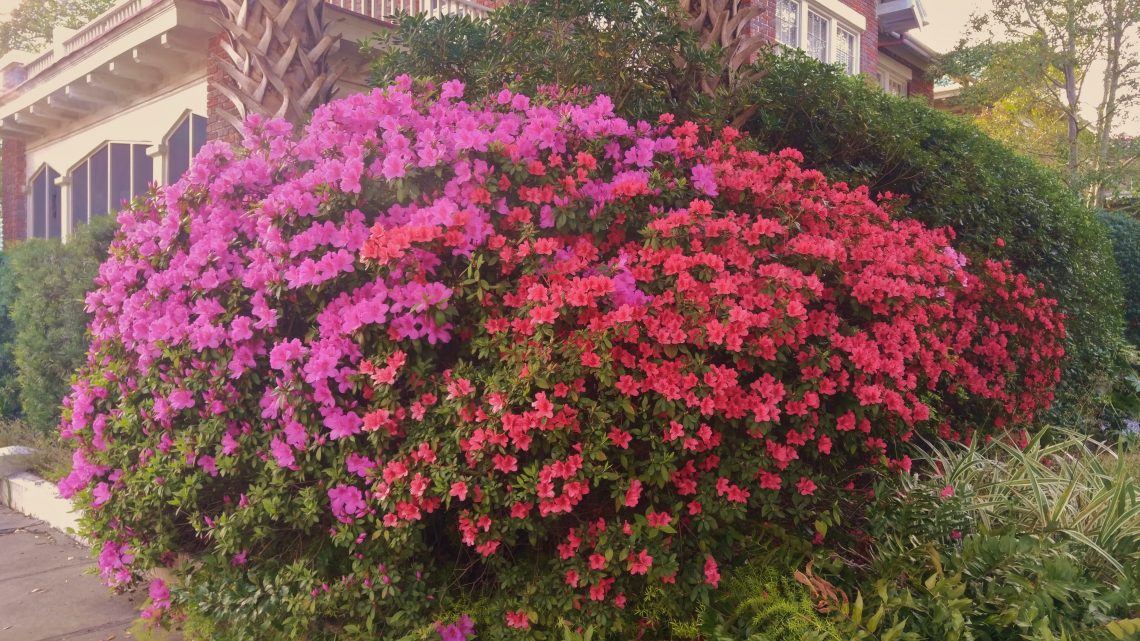 With winter -- such as it was -- receding from memory, colors abound all over Charleston. This grouping of azaleas is just a sample of the riot of color bursting out around the city.