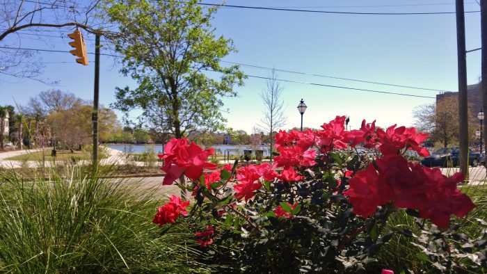 A beautiful flowering plant across from Colonial Lake, on a spectacular Charleston afternoon.