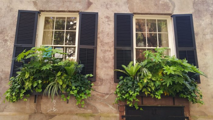With so many Charleston houses built right up the the sidewalk edge, window boxes often act as a decorative front yard. There are many wonderful examples, including this very green pair on Legare Street.