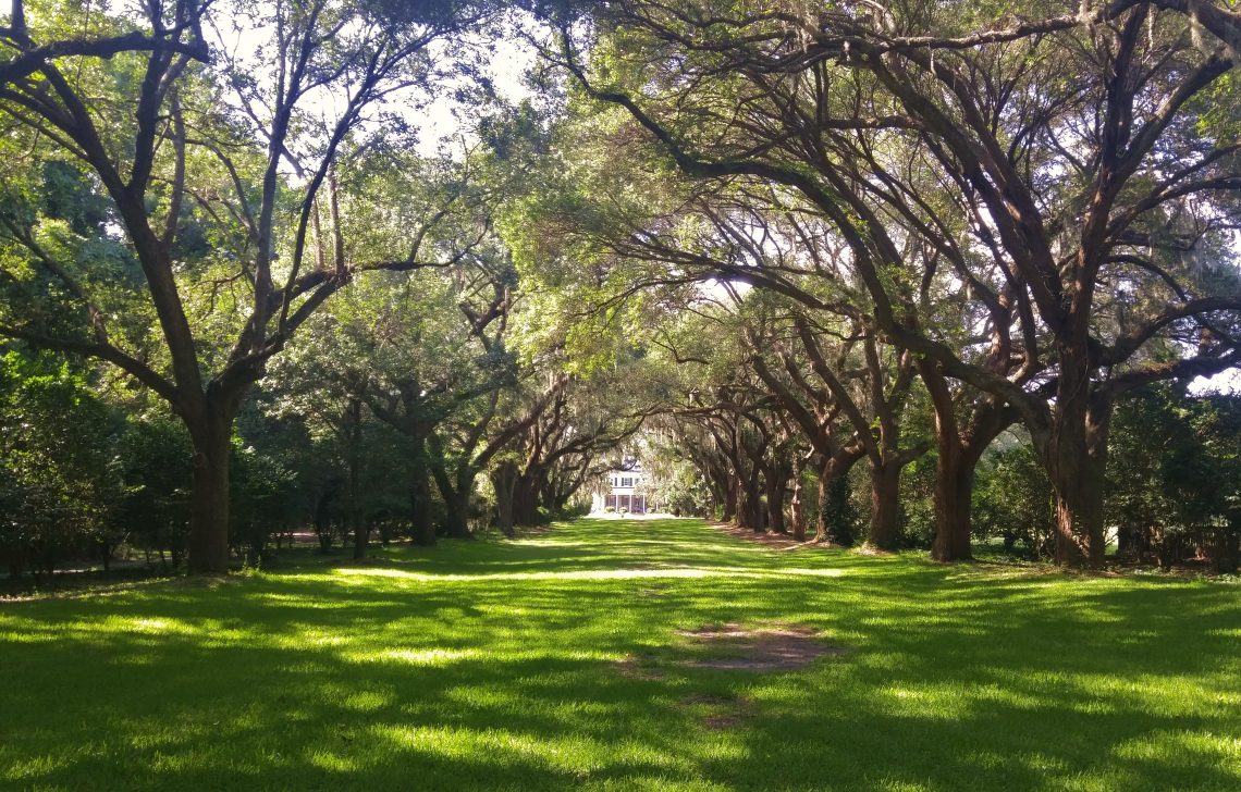 A beautiful live oak allee, or alley, at Charlestowne Landing -- with the Legare-Waring House at the end. Spectacular.