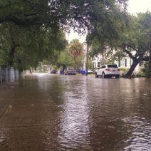 Flooding has always been a part of Charleston life. The frequency is increasing, as any heavy rain and many high tides result in blocked streets. Here Ashley Avenue, along the Horse Lot, is submerged during a recent heavy downpour.