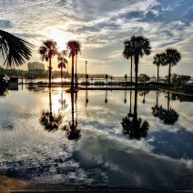 Being part of the Lowcountry sometimes makes life in Charleston a little wet. The King Tide causing flooding, but also creates a gorgeous mirror some for some of the local palmetto trees. 