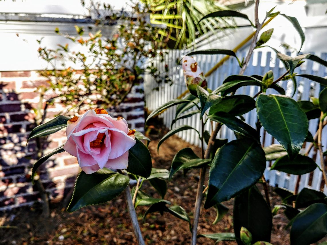 Even with the sub-freezing weather that Charleston has experienced this year, camellias are blooming. The pink blossoms help brighten some of the grey days.