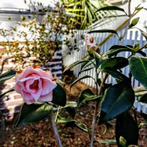 Even with the sub-freezing weather that Charleston has experienced this year, camellias are blooming. The pink blossoms help brighten some of the grey days.