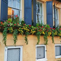 These beautiful flower boxes hang on the front of the youngest of the houses known as the Three Sisters on Meeting Street. Built following the Revolutionary War, this house is distinguished from its sisters who were constructed before the Revolution. 