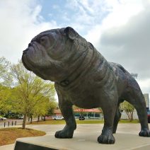 This little pooch can be found outside of the Citadel's Stadium, honoring the the Citadel Bulldogs. The stadium is named after Brigader General Johnson Hagood, who commanded the Confederate forces in Charleston during the Civil War and later became the governor of South Carolina. Nice puppy.