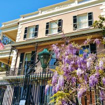 Dressed up in purple for the spring, the Edmonston-Alston House (circa 1825) is one of the beautiful residences along East Battery. Now operated as a museum by the Middleton Place Foundation, it is open to the public. Enjoy a visit!