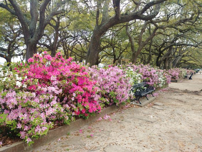 These beautiful azaleas are on the north side of White Point Garden. Not White Point Gardens. Not Battery Park, White Point Garden -- no "s." 