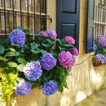 With many Charleston houses fronting right up to the sidewalk, window boxes play a big role as really small front yards. These beautiful ones can be found on Legare Street, where the rest of the yards are pretty big!
