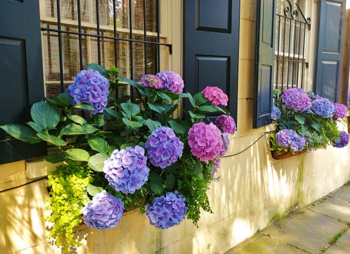With many Charleston houses fronting right up to the sidewalk, window boxes play a big role as really small front yards. These beautiful ones can be found on Legare Street, where the rest of the yards are pretty big!
