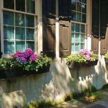 These wonderful window boxes, featuring some gorgeous hydrangeas, are located on Church Street across from "goat. sheep. cow." -- a cool little wine and cheese shop (which now has a larger younger sister on upper Meeting Street -- but no hydrangeas).