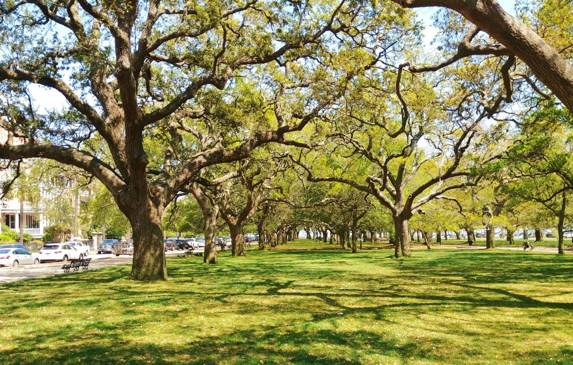 White Point Garden, one of the wonderful public spaces in Charleston, is full of beautiful Live Oaks. Have you played beneath their branches?