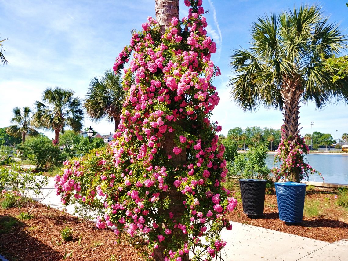 These beautiful roses, climbing up the Palmetto trees on Rutledge Avenue along Colonial Lake, are a wonderful addition planted by the Charleston Parks Conservancy. It sure is a pretty time of year to be out there to enjoy them