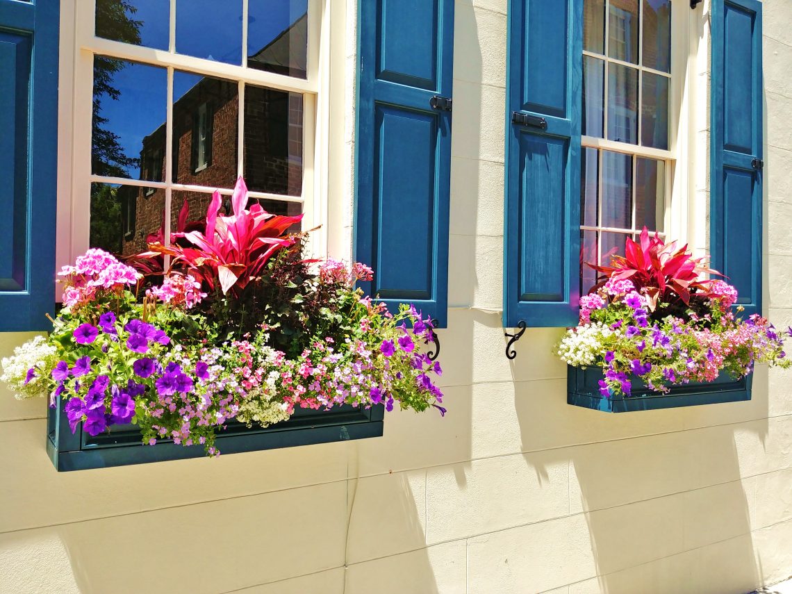 In addition to being beautiful, Charleston window boxes sometimes double as the front yard. These, which are right on the sidewalk of King Street, are particularly eye-catching.