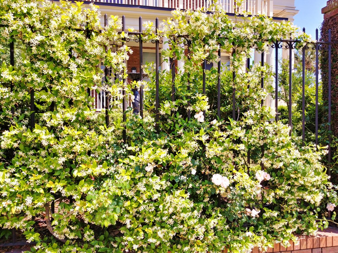 The Confederate or Star Jasmine is in bloom all over Charleston (seemingly a bit early this year). Here it shares its sweet fragrance with some roses in front of a beautiful fountain and house. So Charleston.