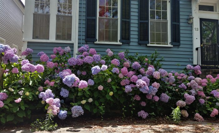 Hydrangeas, which are one of Glimpses favorites, are in bloom all over Charleston. This is a pretty impressive bunch of bushes. One of the very cool things about hydrangeas is that you can manipulate the color of the blossoms by changing the pH levels in the soil. Different levels of acidity cause the plant to generate different colors. Pretty cool.