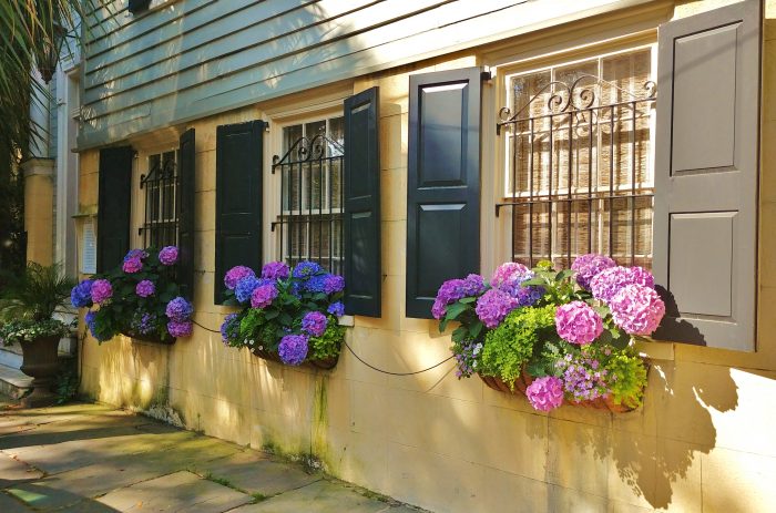 These beautiful window boxes on Legare Street are bursting with hydrangeas. Did you know hydrangeas can be both evergreen and deciduous? The deciduous variety is, however, the more commonly cultivated variety. And now you know...