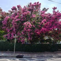 The crepe myrtle tree is the longest blooming plant in Charleston. That a lot of "wow."