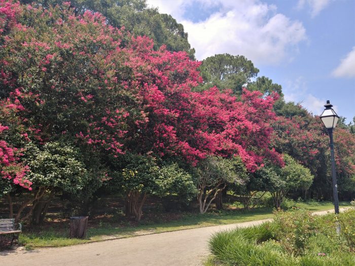 The Crepe Myrtle tree is the longest blooming plant in Charleston. This stand is in Hampton Park, but they are found all over the city -- and the beautiful blossoms come in a variety of colors. 