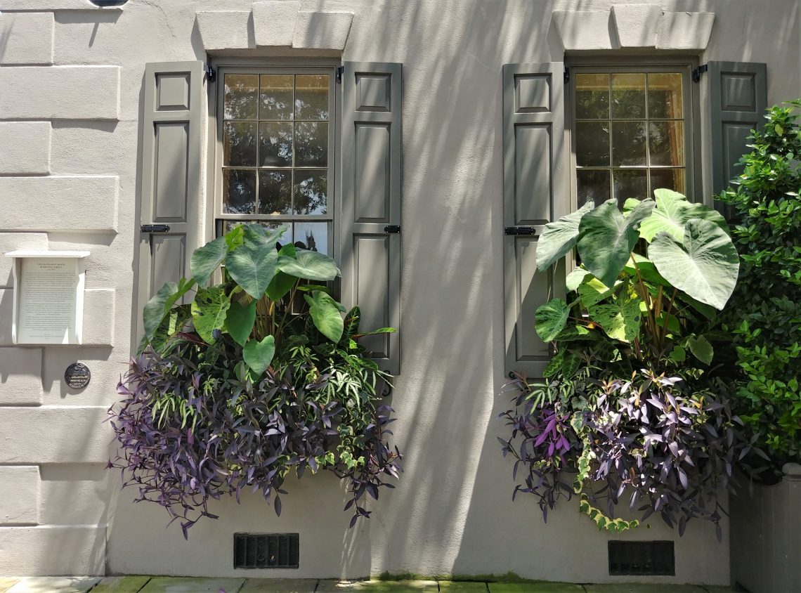 Charleston is proudly full of some amazing window boxes. These, featuring Colocasia -- otherwise known as Elephant Ears, for obvious reasons -- can be found on the southeast corner of Tradd and Meeting Streets.