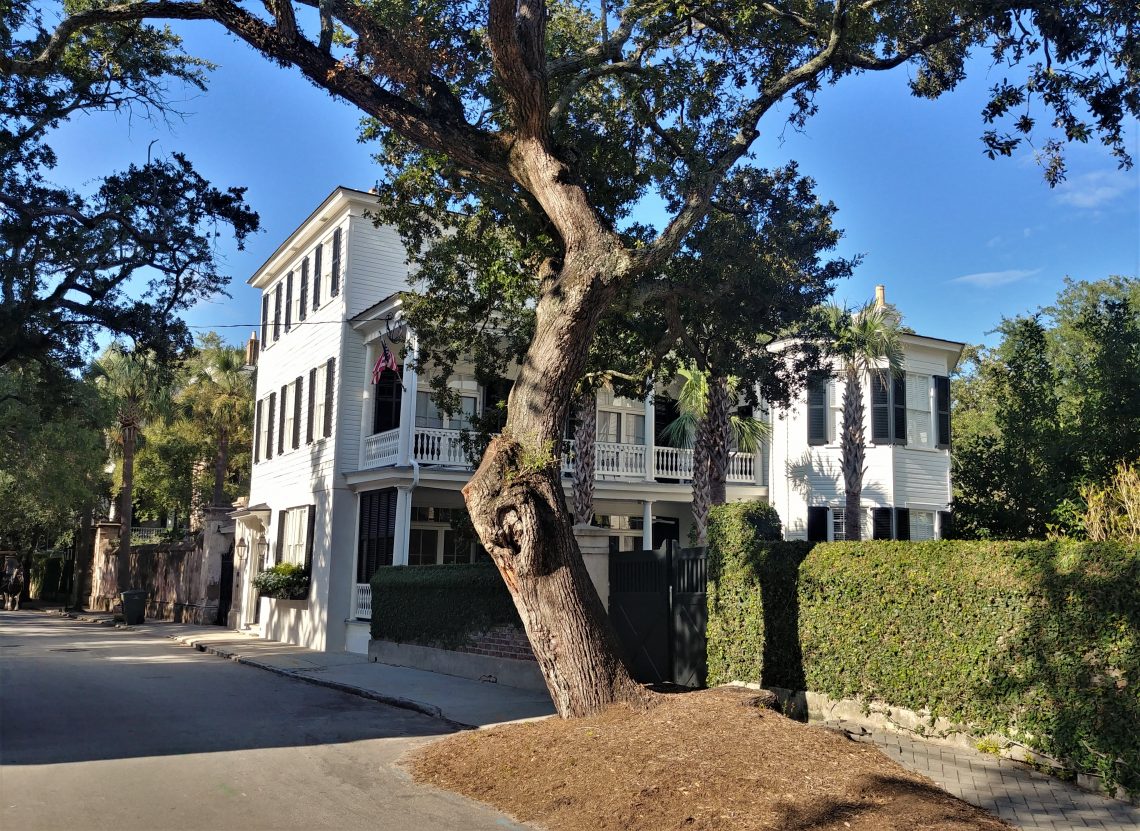 Charleston loves its old trees about as much as it loves its old houses. This live oak is well tended to and adds character to Legare Street. 
