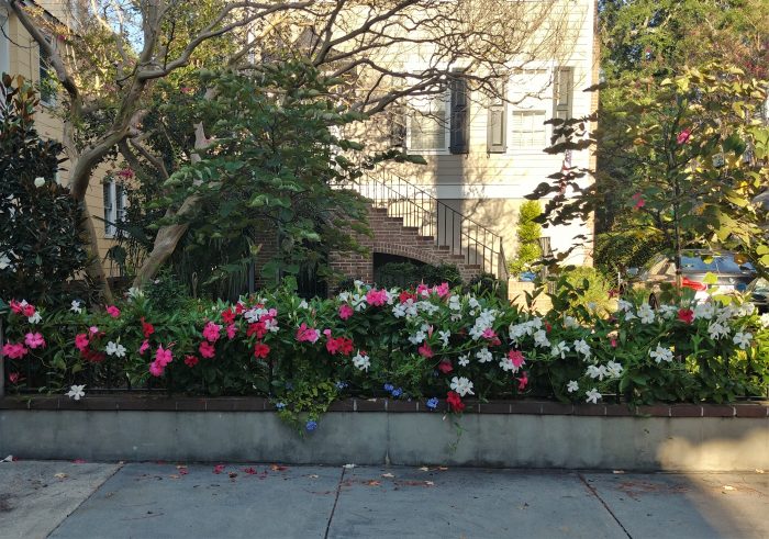 Charleston always puts on a pretty face. These flowers on Greenhill Street help accessorize a downtown country lane.