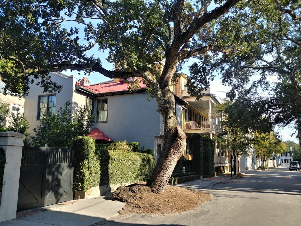 Charleston cares about its trees, so much so some of them get to grow into the road -- like this one on Legare Street. Old is honored in Charleston!