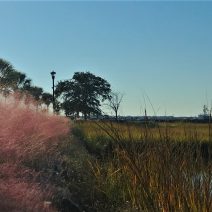 Sweetgrass, which is used to make the famous Charleston Sweetgrass baskets, turns a beautiful purple in the fall.