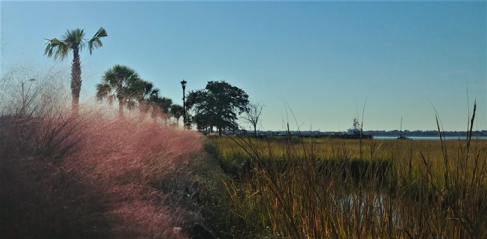 Sweetgrass, which is used to make the famous Charleston Sweetgrass baskets, turns a beautiful purple in the fall.