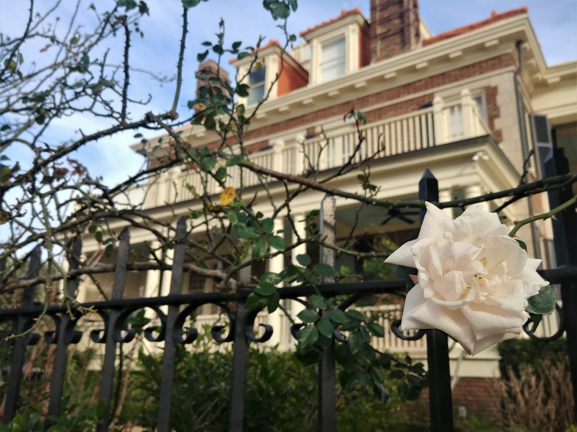 A beautiful winter rose against the backdrop of the very first house to be built on Murray Boulevard. 