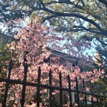 Some beautiful illuminated February blossoms set off by the grand house, a beautiful live oak tree, a wonderful iron fence -- all of which you can find at the corner of Lenwood Boulevard and South Battery.
