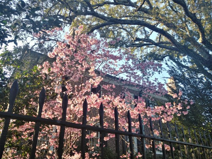 Some beautiful illuminated February blossoms set off by the grand house, a beautiful live oak tree, a wonderful iron fence -- all of which you can find at the corner of Lenwood Boulevard and South Battery.