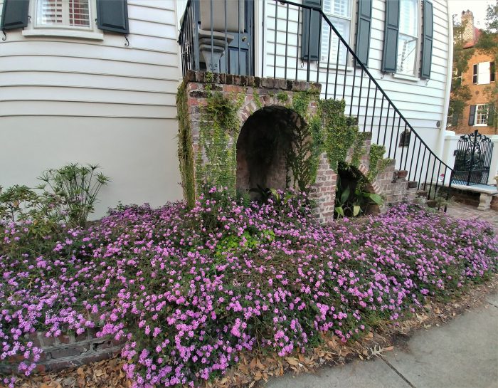 This beautiful overflowing flowerbed is a great accessory to a beautiful house on George Street built about 1790. The owner specified in his will in 1787 that the house be built for the benefit of his wife or daughters -- one of his daughters received it in 1791.