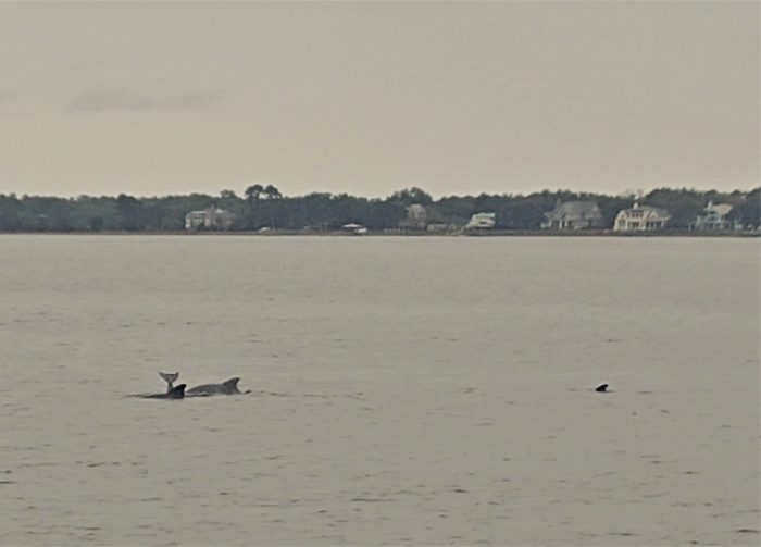 While walking along the Low Battery and the Ashley River, I had the pleasure of watching this pod of bottlenose dolphins put on quite the show -- fully leaping out of the water, twisting, spinning and then waving their tails in the air. No matter how many times you see them, it's always a pleasure to see dolphins.