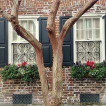 An old crepe myrtle tree against the backdrop of an even older house (built in 1742) on Tradd Street. The crepe myrtle is the longest blooming plant in Charleston.