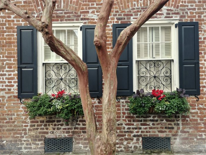 An old crepe myrtle tree against the backdrop of an even older house (built in 1742) on Tradd Street. The crepe myrtle is the longest blooming plant in Charleston.