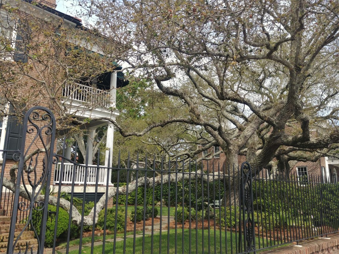 This cool live oak tree dominates this yard on Murray Boulevard. Live oaks definitely help give Charleston and the Lowcountry much of its character. Live oaks have also played an important role in American history. During the War of 1812 the USS Constitution gained its nickname "Old Ironsides" because the British cannonballs just bounced off its hull -- which was made out of live oak wood.