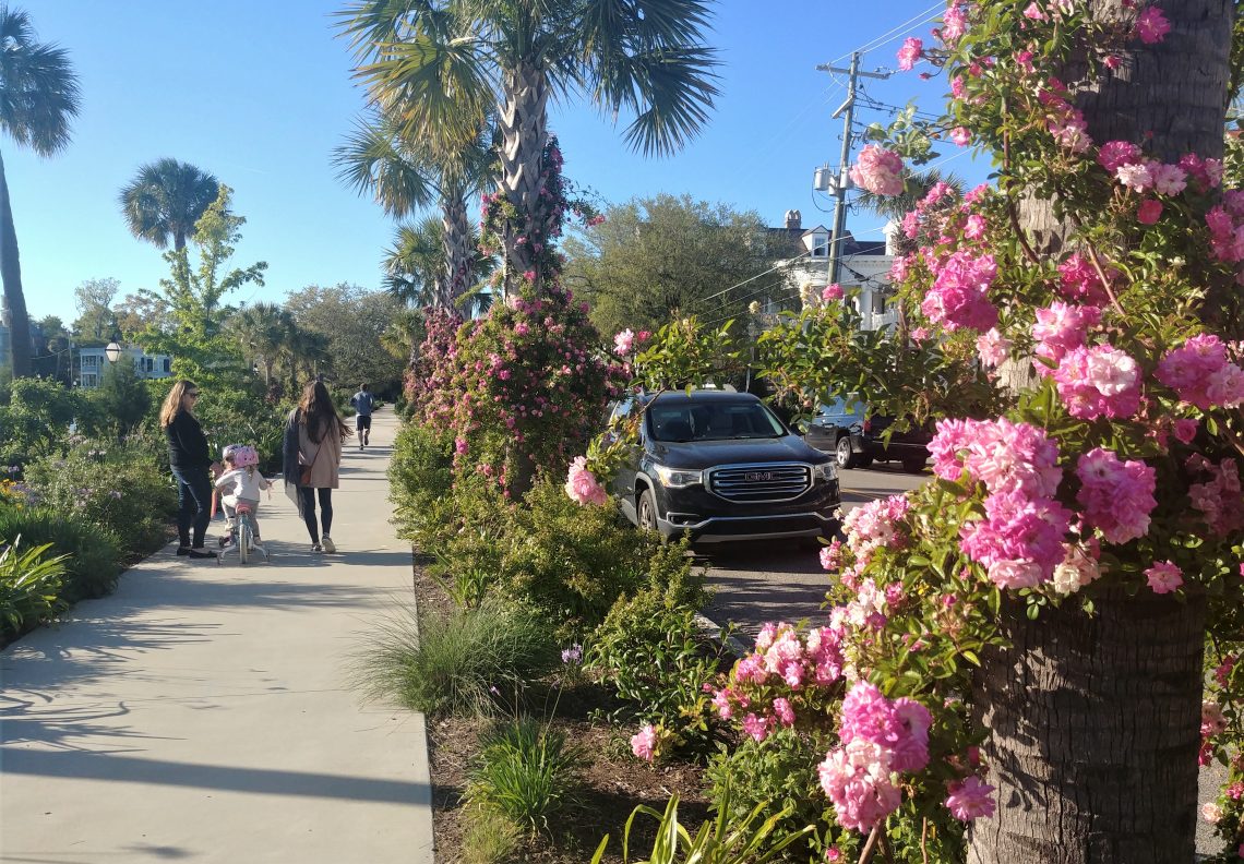 When the park around Colonial Lake was renovated in 2016, a line of palmetto trees was added along Rutledge Avenue. Each has these wonderful flowering plants on their trucks -- happy and beautiful.