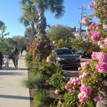 When the park around Colonial Lake was renovated in 2016, a line of palmetto trees was added along Rutledge Avenue. Each has these wonderful flowering plants on their trucks -- happy and beautiful.