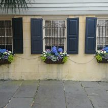 A classic Charleston sidewalk scene. This 1835 house on Legare Street has an amazing yard and garden, and still boasts some wonderful hydrangeas in window boxes. Always beautiful.