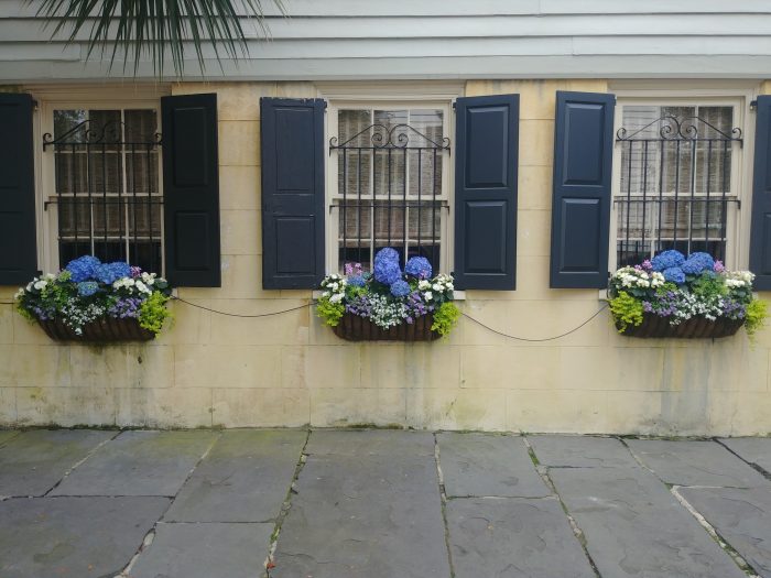 A classic Charleston sidewalk scene. This 1835 house on Legare Street has an amazing yard and garden, and still boasts some wonderful hydrangeas in window boxes. Always beautiful.