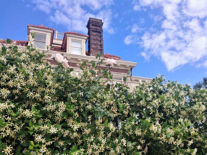 The sweet small in Charleston this time of year primarily comes from the Confederate Jasmine (aka Star Jasmine) which is in bloom all around the city. The photo-bombing roses just add to the sweetness.