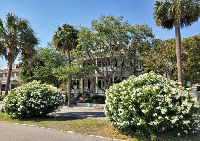 A lush, color coordinated, scene along the Low Battery. Legend has it that during the Civil War oleander, the flowering plants shown here, was used to brew poisonous tea which was then served to Union soldiers -- and drinking it could be fatal.