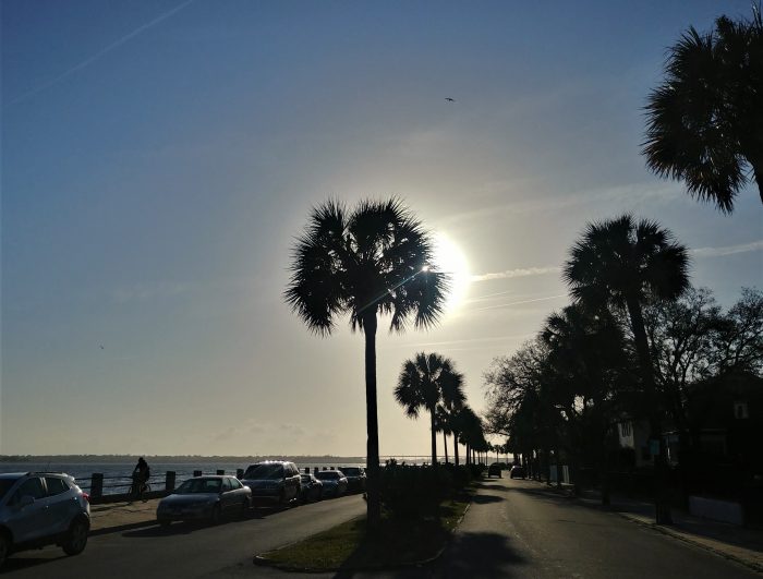 The sabal palmetto tree is the state tree of South Carolina. It was selected as the state tree to celebrate the role it played in the defeat of the British at Fort Moultrie during the lead up to the American Revolution. The fort, which was being bombarded by the British fleet, was constructed of palmetto logs.  The tree's spongy wood actually absorbed the energy of the cannonballs and caused them to just bounce off -- allowing the Americans to eventually drive the British ships away and win the inspiring battle.