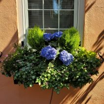 This beautiful Charleston window box features a gorgeous hydrangea. One of the cool things about hydrangeas is that they will change color depending on the pH of the soil they are in. You can actually manipulate it to have the plant display different color flowers.
