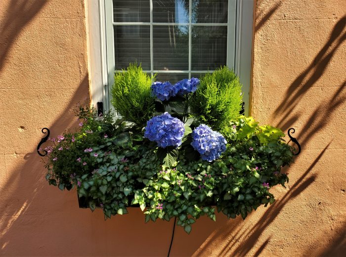 This beautiful Charleston window box features a gorgeous hydrangea. One of the cool things about hydrangeas is that they will change color depending on the pH of the soil they are in. You can actually manipulate it to have the plant display different color flowers.