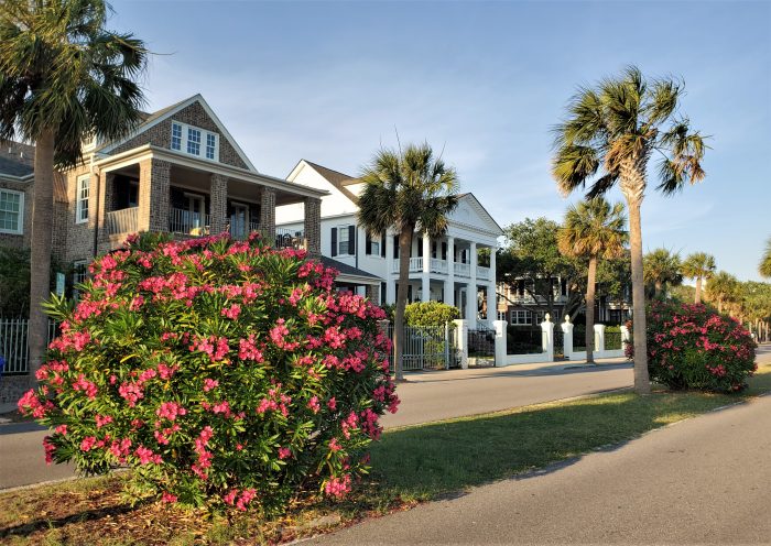 Oleander can be found all over Charleston (here on the Low Battery) and its blossoms are beautiful. It is, however a poisonous plant and you should never put it in your mouth or drink tea brewed from it!