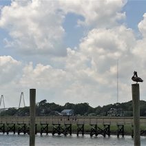 While buying fresh off the boat shrimp from Magood Seafood on Shem Creek, I couldn't resist a photo of this preening pelican and the Cooper River Bridge. While not strictly in Charleston, it sure is a glimpse of Charleston.