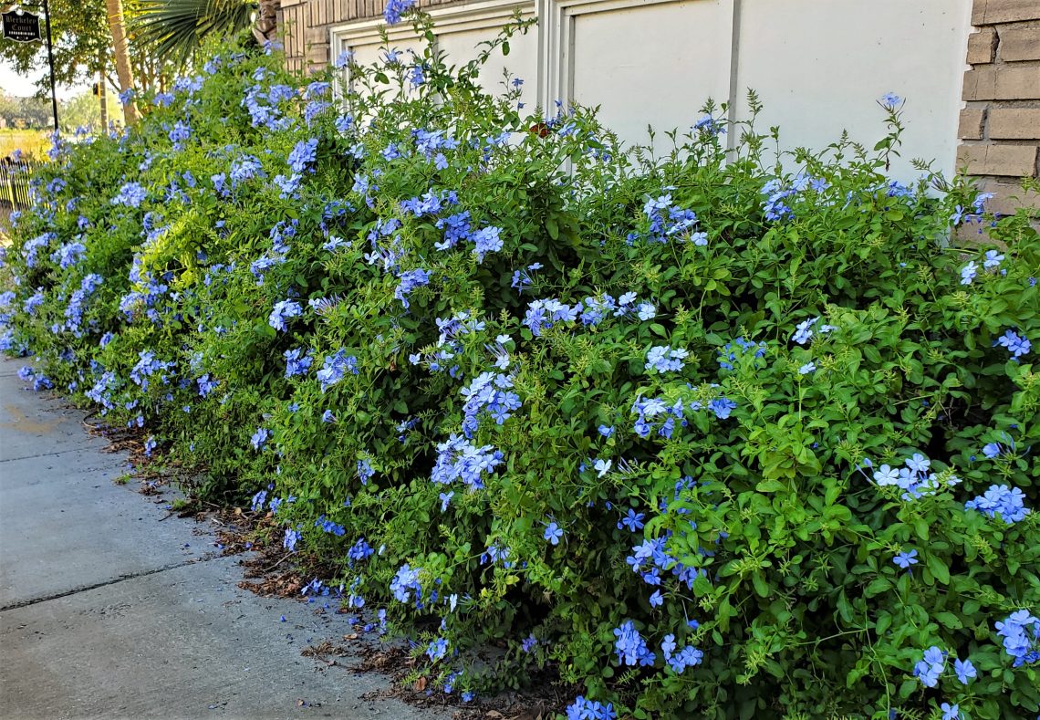 It takes a hardy plant to thrive through the long, hot Charleston summers. Plumbago, with it's pretty blue/purple flowers, thrives all over the city.